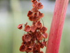 Rumex longifolius