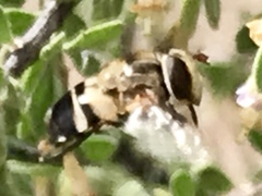 Copestylum apiciferum