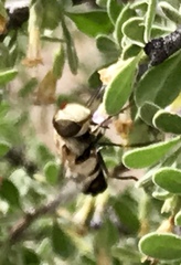 Copestylum apiciferum