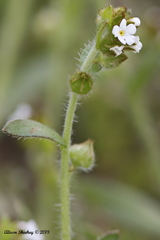 Plagiobothrys canescens canescens