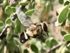 Copestylum apiciferum