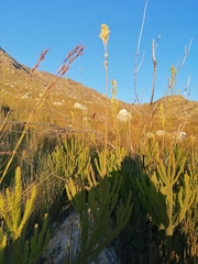 Leucadendron ericifolium