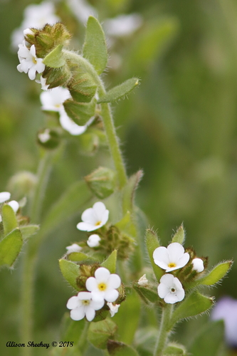 Plagiobothrys canescens var. canescens