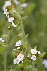 Plagiobothrys canescens canescens