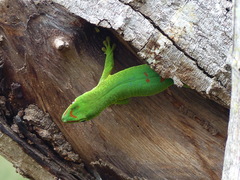 Phelsuma grandis