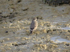 Geositta cunicularia