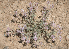 Astragalus andersonii