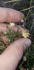 Spergula ramosa