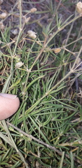 Spergula ramosa