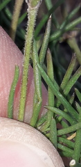 Spergula ramosa