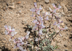Astragalus andersonii