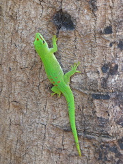 Phelsuma grandis