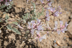 Astragalus andersonii