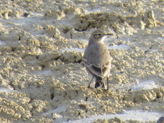 Geositta cunicularia