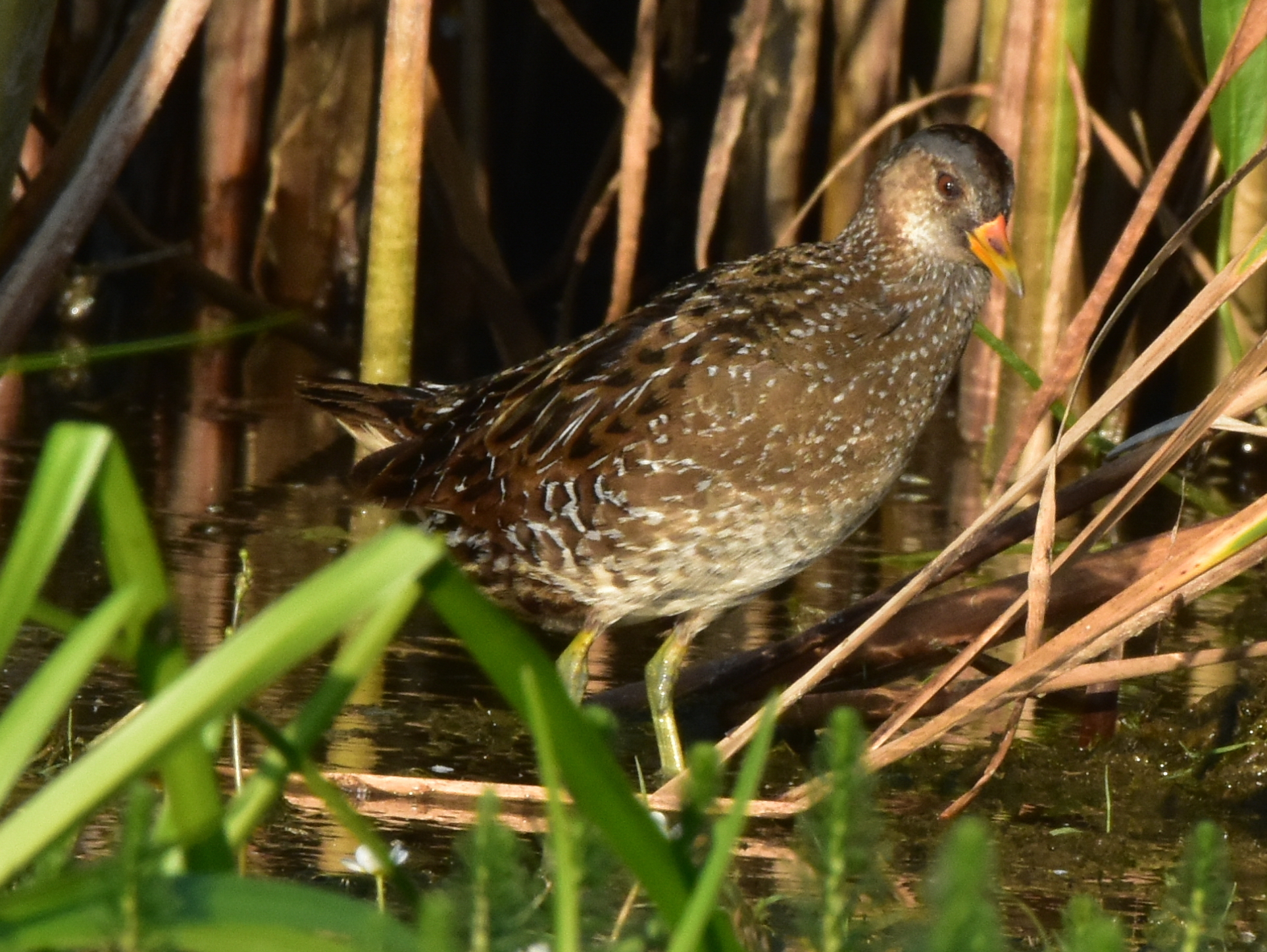 Spotted Crake