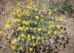 Erigeron aphanactis aphanactis