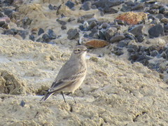 Geositta cunicularia