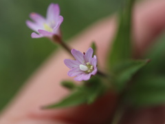 Epilobium