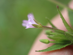 Epilobium
