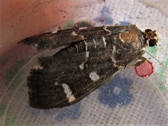 Bocchoris inspersalis