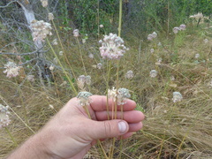 Allium lineare