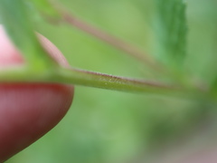Epilobium