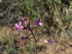 Boechera lincolnensis