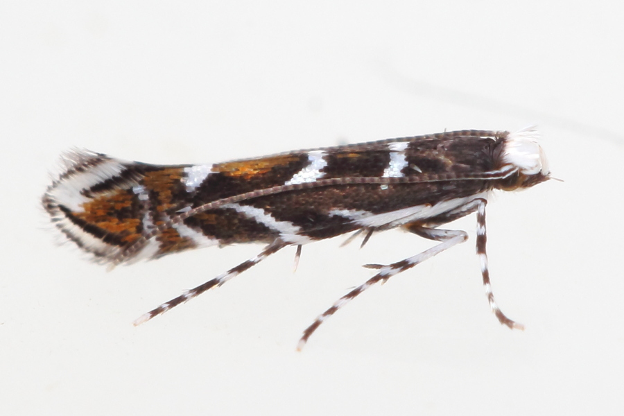 Locust Digitate Leafminer Moth