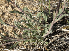 Boechera lincolnensis