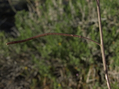 Boechera lincolnensis