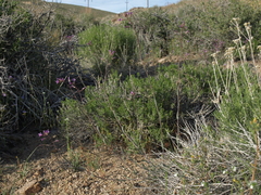 Boechera lincolnensis