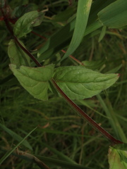 Epilobium
