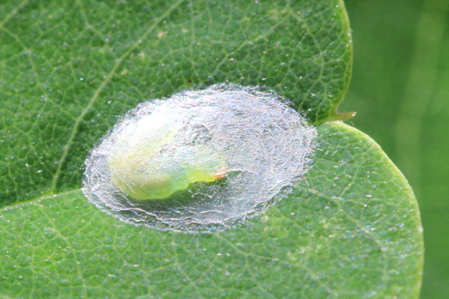 Locust Digitate Leafminer Moth