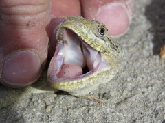 Bibron's Iguana photo 4