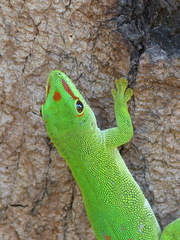 Phelsuma grandis