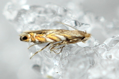 Macrosaccus robiniella