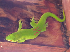 Phelsuma grandis