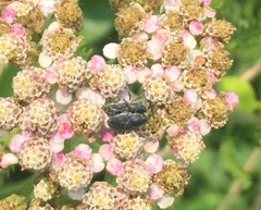 Odontocorynus umbellae
