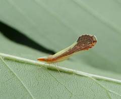 Shellenius ballii