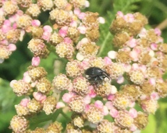 Odontocorynus umbellae