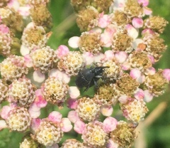 Odontocorynus umbellae