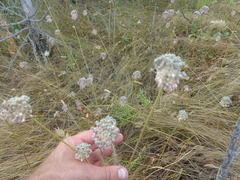 Allium lineare