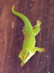 Phelsuma grandis