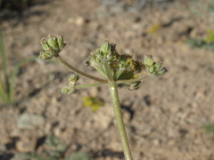Lomatium foeniculaceum fimbriatum