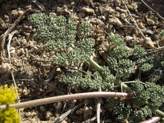 Lomatium foeniculaceum fimbriatum