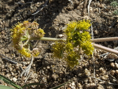 Lomatium foeniculaceum fimbriatum