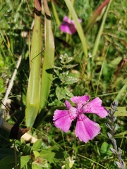 Dianthus alpinus
