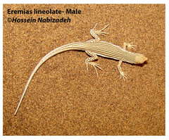 Eremias lineolata