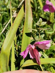 Dianthus alpinus