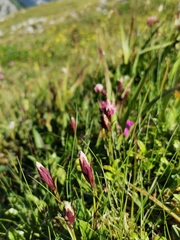 Dianthus alpinus